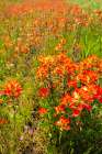 USA, Texas, Hill Country. Blooming Indian paintbrush flowers. Art Print